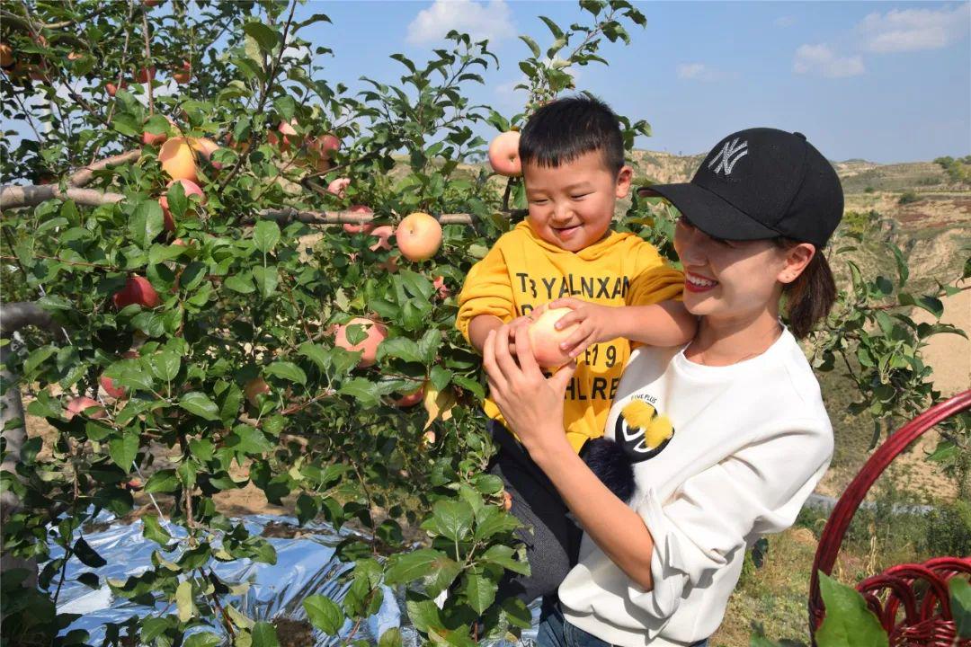 榆林民米乐M6 米乐营经济积极投身苹果产业发展做科研、抓示范、建品牌！(图3)