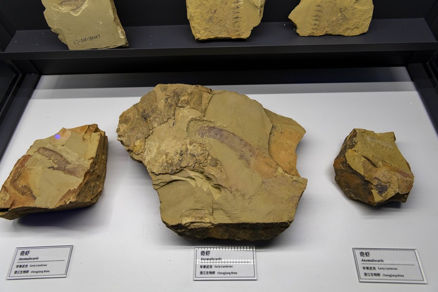 米乐M6 米乐海归古生物研究者：我给5亿多年的古生物化石拍CT(图2)