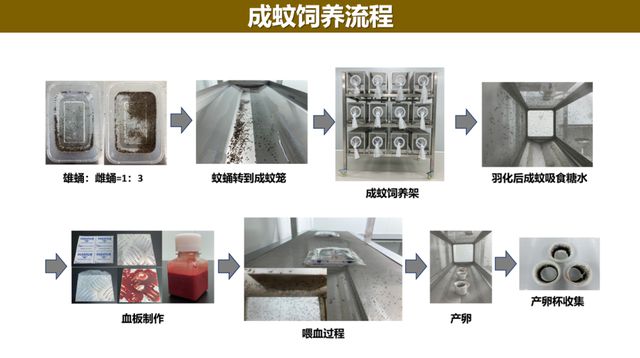 《热带医学与生物安全青年学术论坛》举行“绝育蚊”成新型生物防控技米乐 M6米乐术(图4)