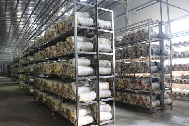 米乐 M6米乐云浮郁南历洞镇：富硒食用菌 “产学研基地”正式投产(图2)
