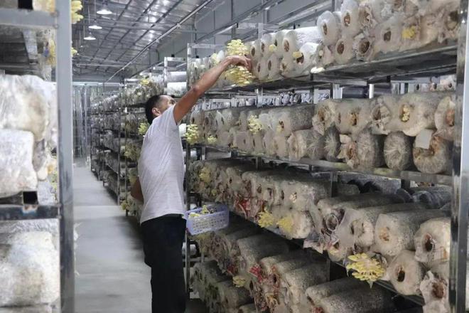 米乐 M6米乐云浮郁南历洞镇：富硒食用菌 “产学研基地”正式投产(图1)