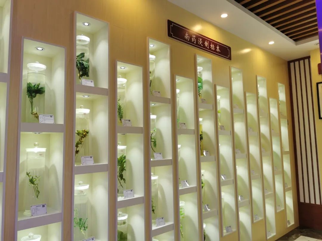 米乐M6 米乐肇庆中药标本馆有什么中药“宝藏”？记者带你“看究竟”(图1)