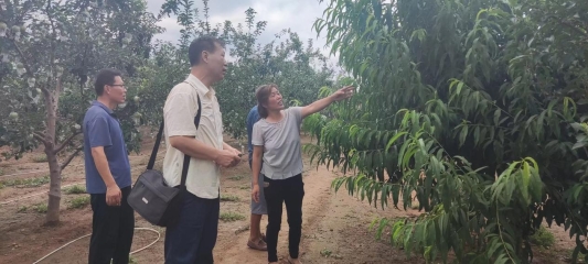 米乐M6 米乐济南市莱芜区寨里镇举行朱砂桃科研教学基地揭牌暨桃园开园仪式(图2)