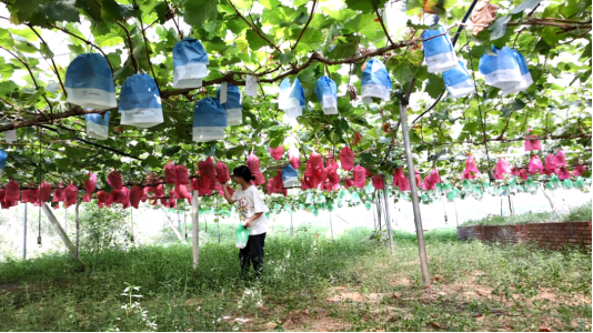 广安市邻水县30余个优质农产品基地建成米乐M6 米乐(图2)