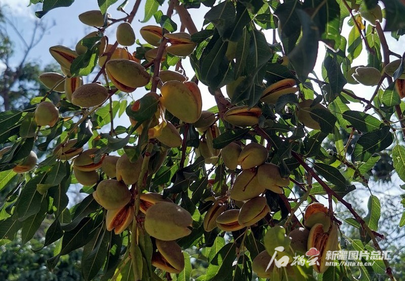 新疆实现巴旦木植物新品种授权“零”的突破(图1)