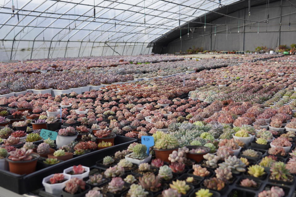新春走基层盛开在盐碱地上的多肉花卉基地(图1)