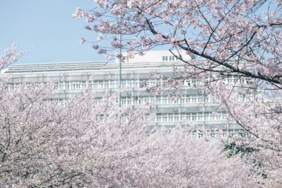 同济大学迎樱花季！四平路校区需提前预约参观(图2)