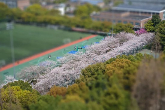 同济大学迎樱花季！四平路校区需提前预约参观(图3)