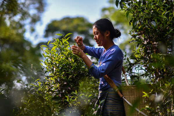 又到一年春茶季(图1)