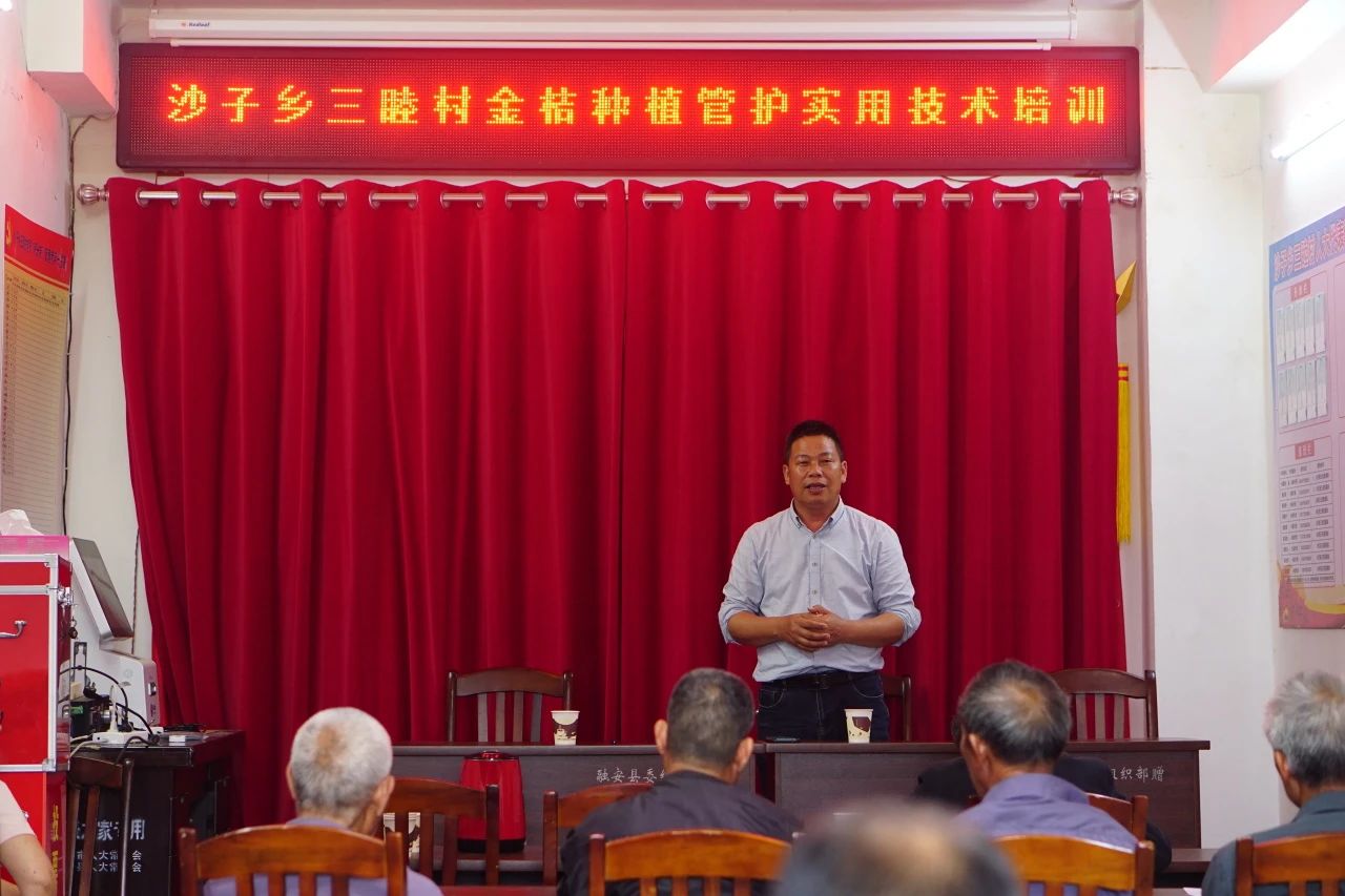 柳州市农业科学研究中心专家到沙子乡开展金桔种植管护实用技术指导(图2)
