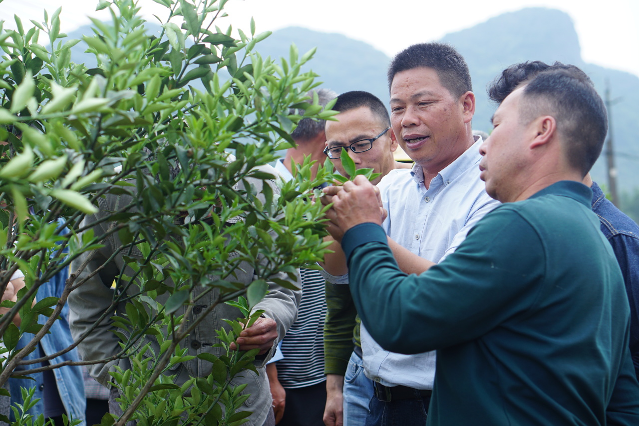 柳州市农业科学研究中心专家到沙子乡开展金桔种植管护实用技术指导(图3)