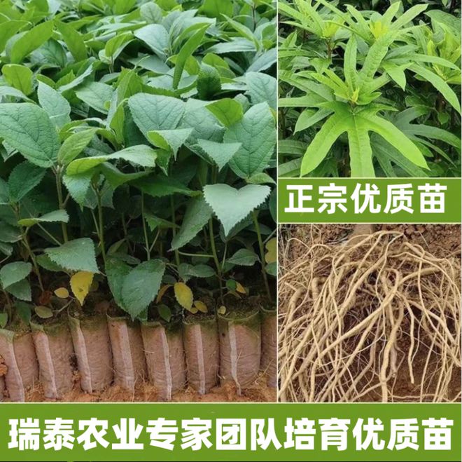 瑞泰农业积极推广五指毛桃种植技术为种植户提供免费教学服务(图3)