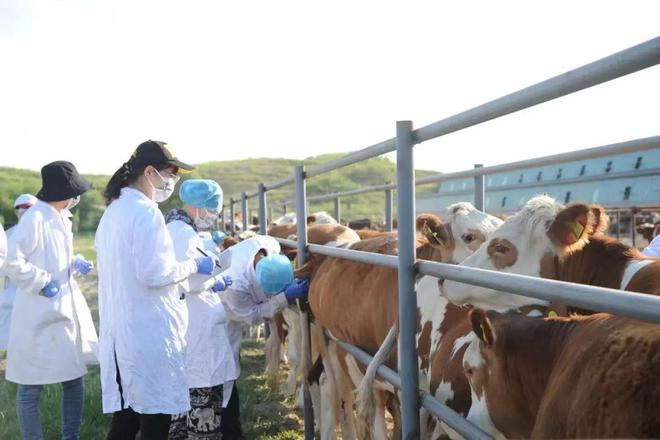 新闻故事 白春玲：执世界肉牛生物育种之牛耳(图2)