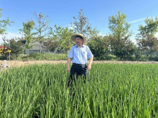 走着走着院士“痴心问稻”断鞋不自知……(图1)